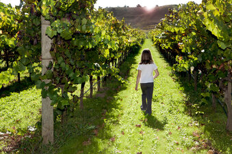Child walking in vineyard- Families Advocating for Chemical & Toxics Safety
